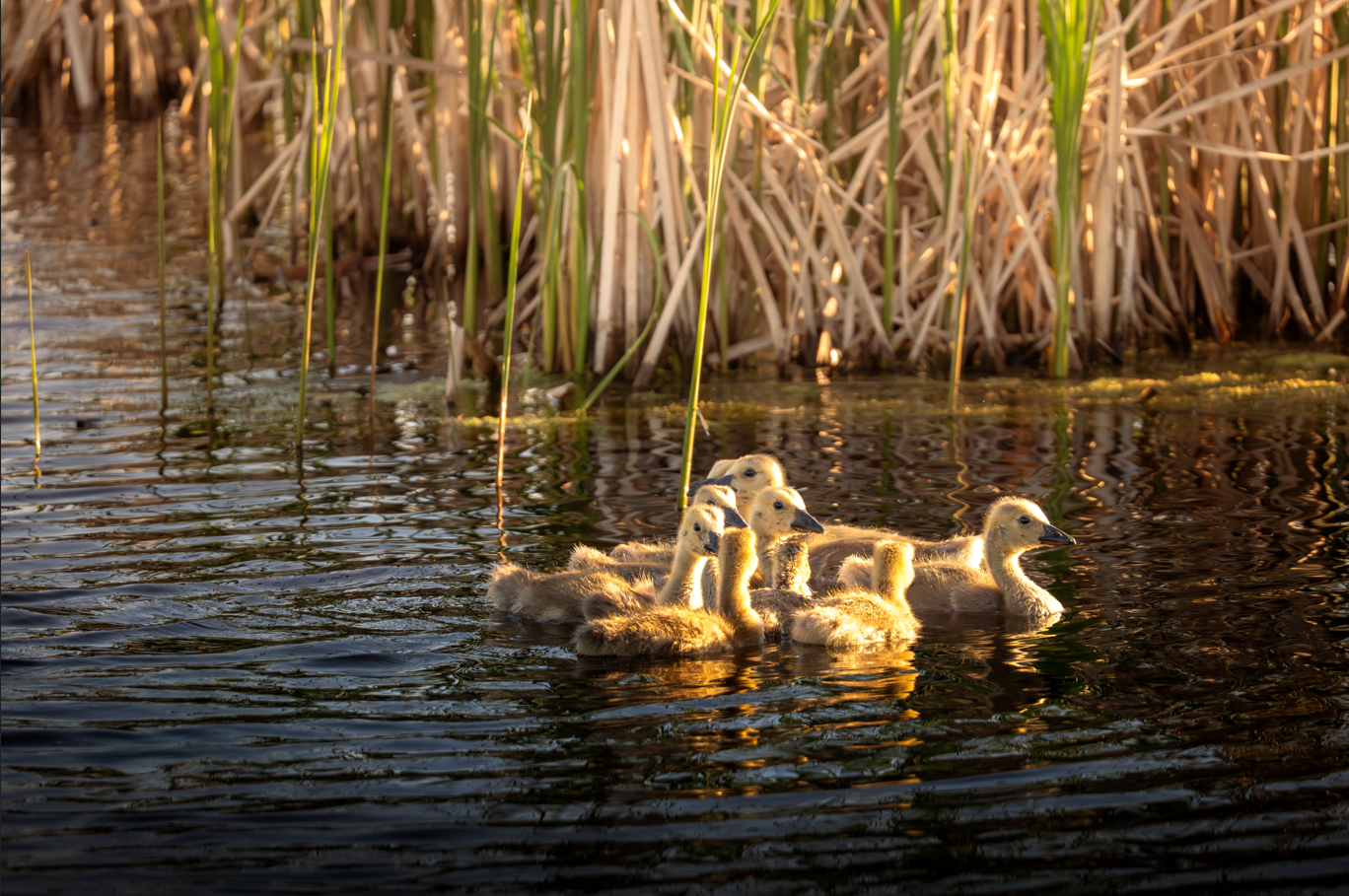 MHC’s Snap, Spot & Stroll – A Birding Walk in Bunn’s Creek